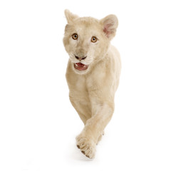 lionceau blanc (5 mois)