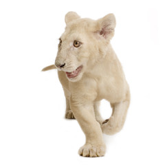lionceau blanc (5 mois)