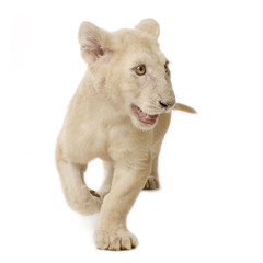 Obraz na płótnie Canvas White Lion Cub (5 miesięcy)