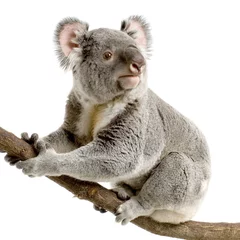 Foto op Plexiglas koala © Eric Isselée