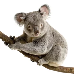 Ingelijste posters koala © Eric Isselée