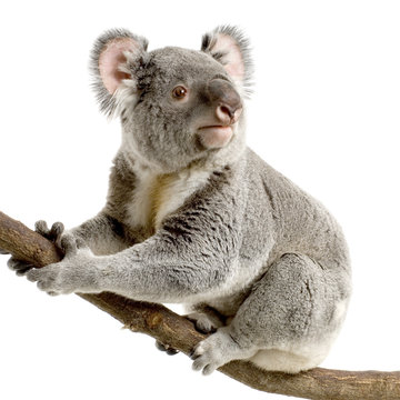 koala