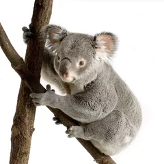 Zelfklevend Fotobehang koala © Eric Isselée