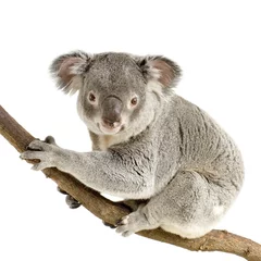 Gordijnen koala © Eric Isselée