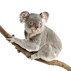 Foto op Plexiglas koala © Eric Isselée