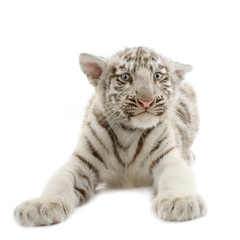 tigre blanc de 3 semaines