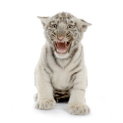 Naklejka premium tigre blanc de 3 semaines