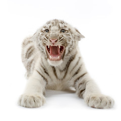 Fototapeta premium tigre blanc de 3 semaines