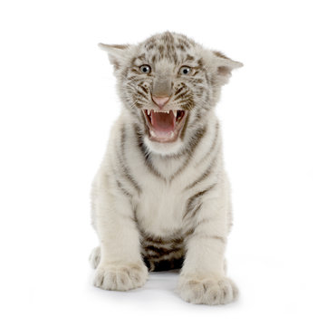 tigre blanc de 3 semaines
