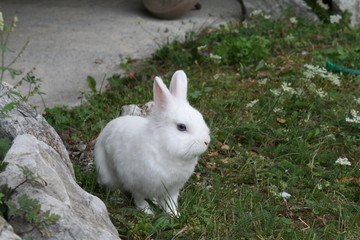 lapin blanc