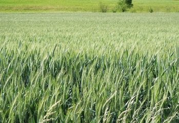 wheat field background