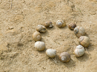 snail circle