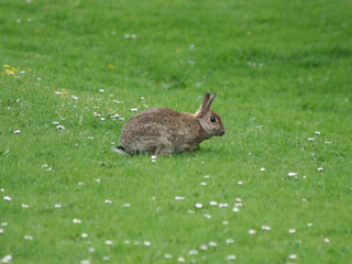 wild rabbit