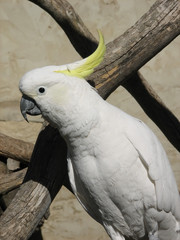 sulphur crested cockatoo