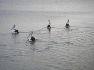 Naklejka premium coorong, australia