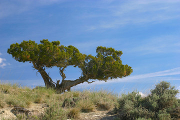 Fototapeta premium cedar on hill