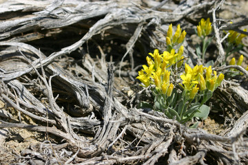 tiny yellow wildflowers