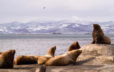 Foto auf Alu-Dibond sea lions. © Irina Igumnova
