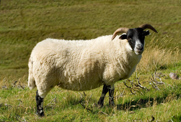 sheep, lamb