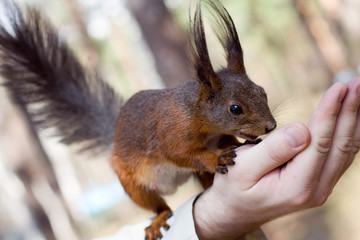 squirrel on the palm