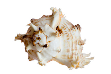 spiral shell isolated on white