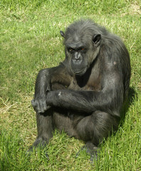 chimpanzee