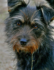 Naklejka premium very shaggy dog 10