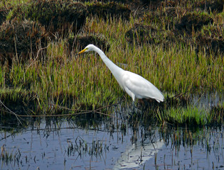 great white egret 4