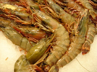 shrimps for sale