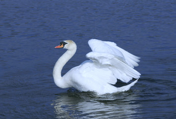 swan