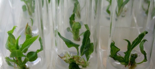 in vitro bourgeons