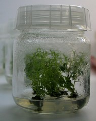 chevrefeuille in vitro