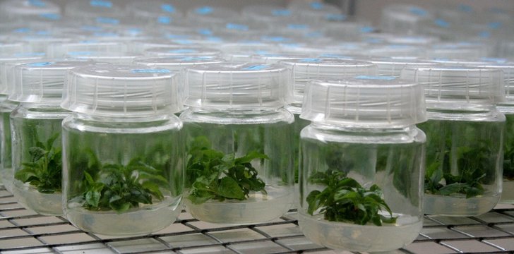 in vitro plantes 2