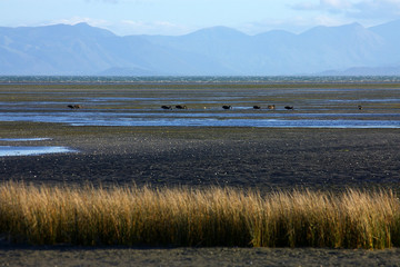 black swans on estuary