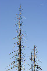 dead trees in big spruce forest #2