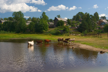 cows on a watering place
