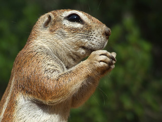 ground squirrel