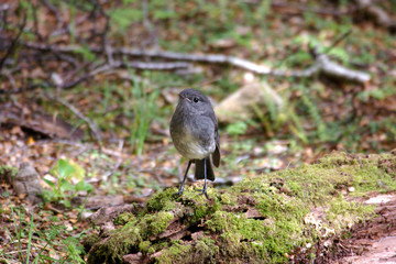 new zealand robin