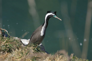 a shag nesting