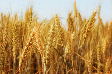 wheat