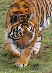 stalking tiger