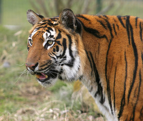 regal tiger