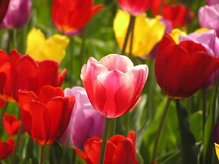 Crédence de cuisine en verre imprimé Tulipe tulipes colorées