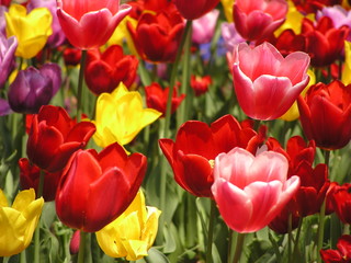 tulipanes colores