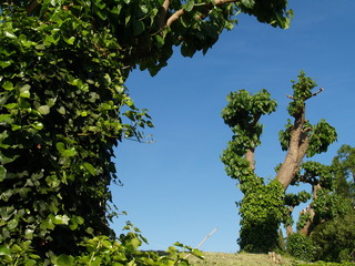 árbol morera