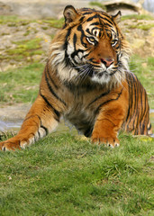 sumatran tiger
