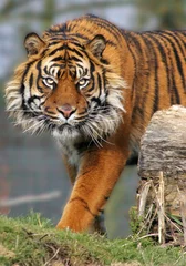 Crédence de cuisine en verre imprimé Tigre tigre de sumatra