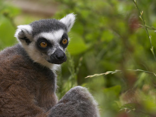 endangered ringed-tailed lemur