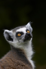 ringed-tailed lemur