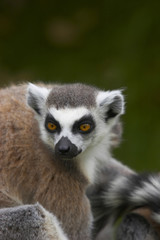 Naklejka premium ringed-tailed lemur